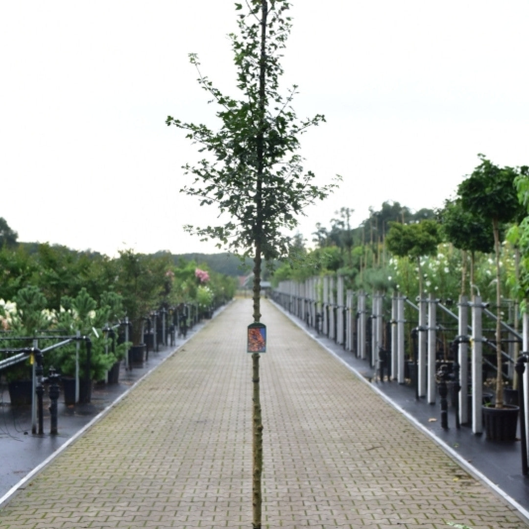 Acer monspessulanum