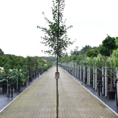 Acer monspessulanum