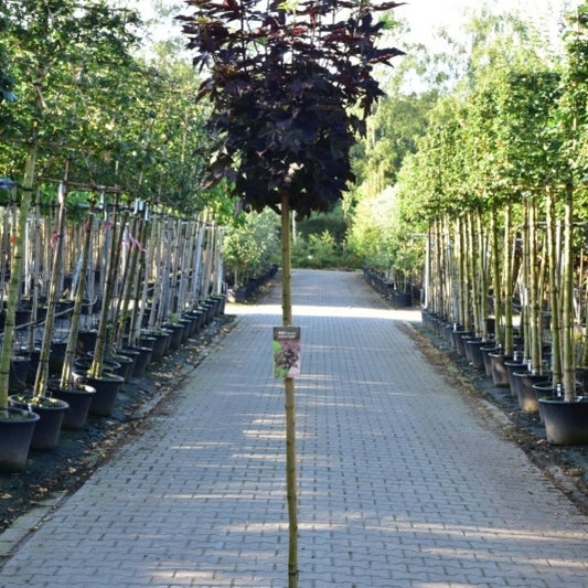 Acer platanoides 'Crimson Sentry'
