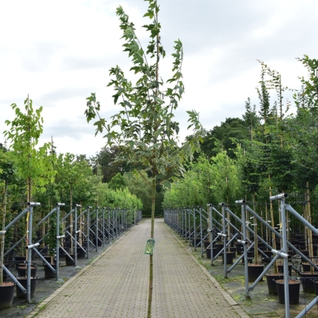 Acer platanoides 'Drummondii'