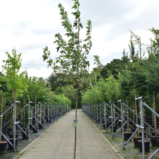 Acer platanoides 'Drummondii'