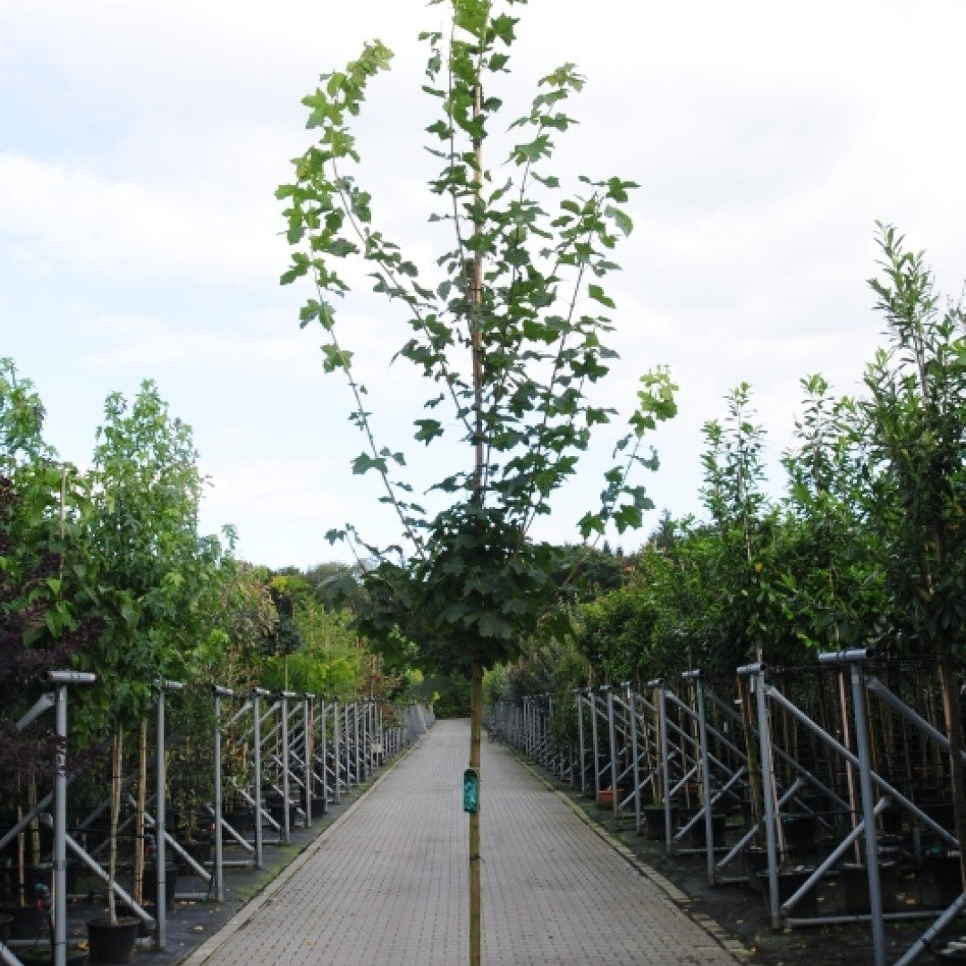 Acer platanoides 'Farlake's Green'