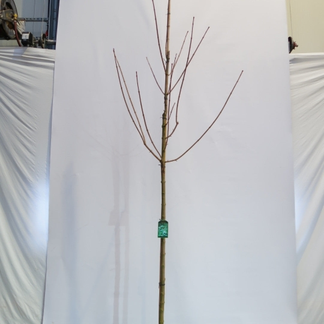Acer platanoides 'Farlake's Green'