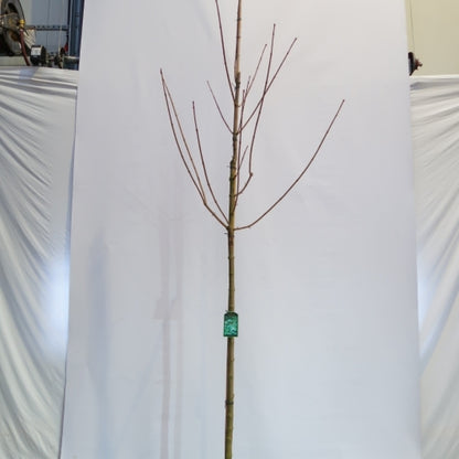 Acer platanoides 'Farlake's Green'