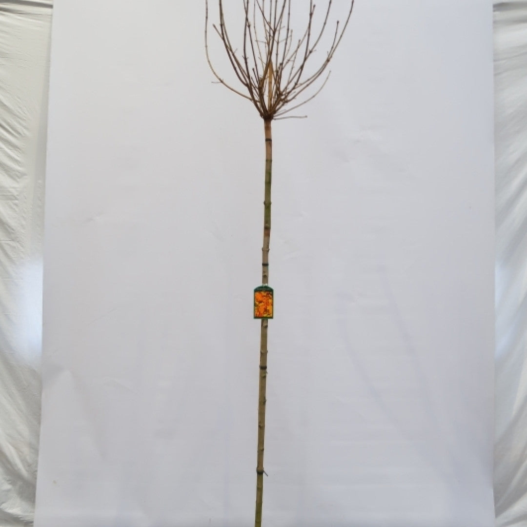 Acer platanoides 'Golden Globe'