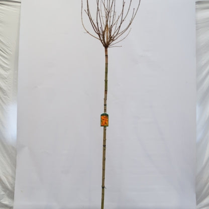 Acer platanoides 'Golden Globe'