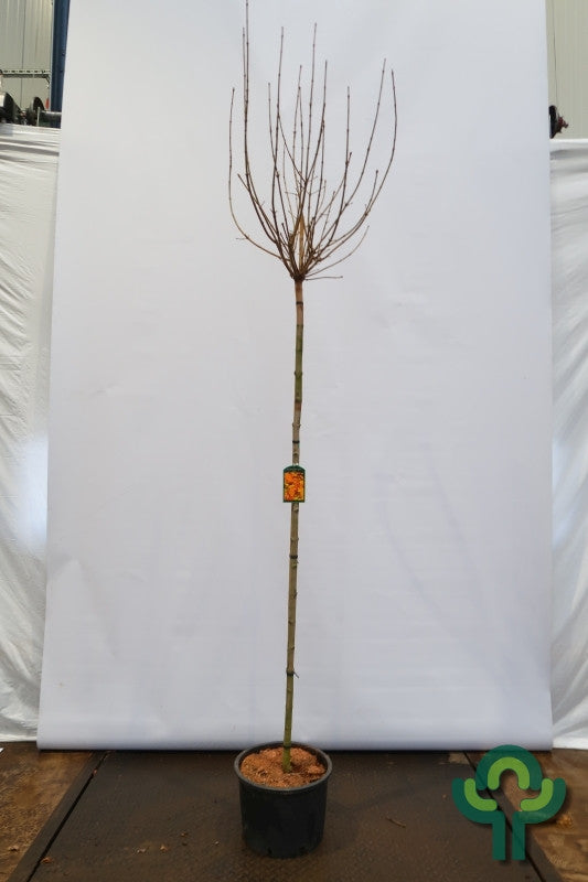Acer platanoides 'Golden Globe'