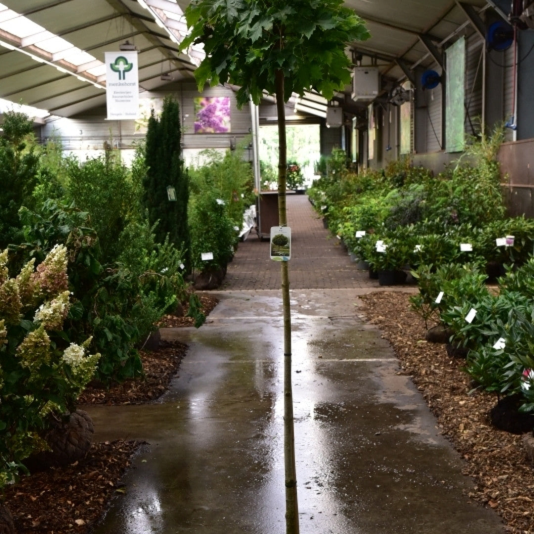 Acer platanoides 'Globosum'