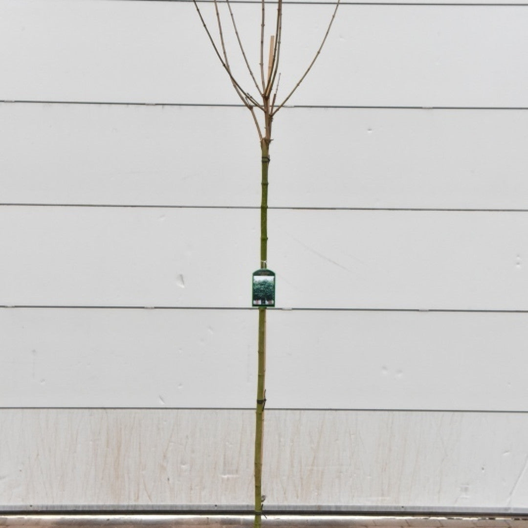 Acer platanoides 'Globosum'