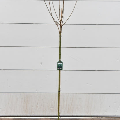 Acer platanoides 'Globosum'