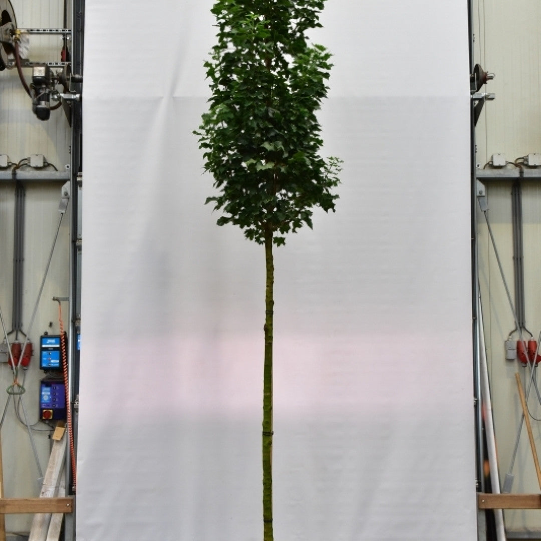 Acer platanoides 'Green Pillar'®