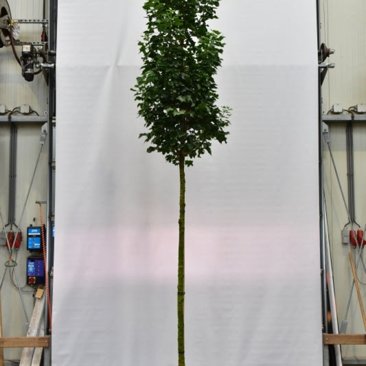 Acer platanoides 'Green Pillar'®