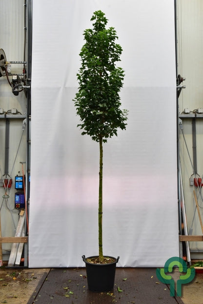 Acer platanoides 'Green Pillar'®