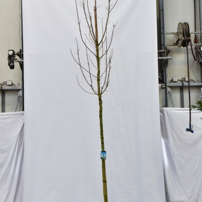 Acer platanoides 'Green Pillar'®