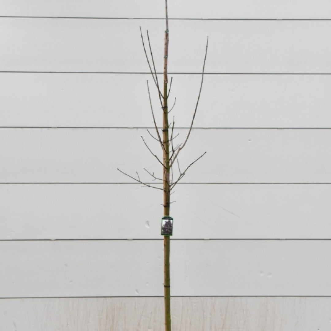 Acer platanoides 'Royal Red'