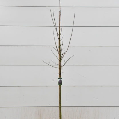 Acer platanoides 'Royal Red'