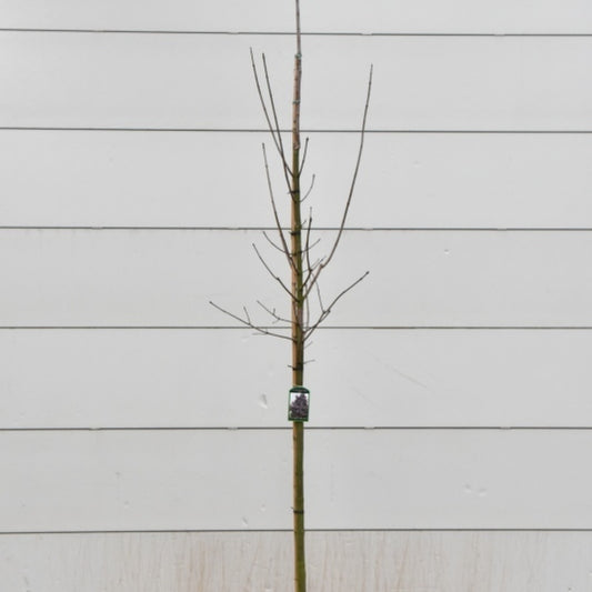 Acer platanoides 'Royal Red'