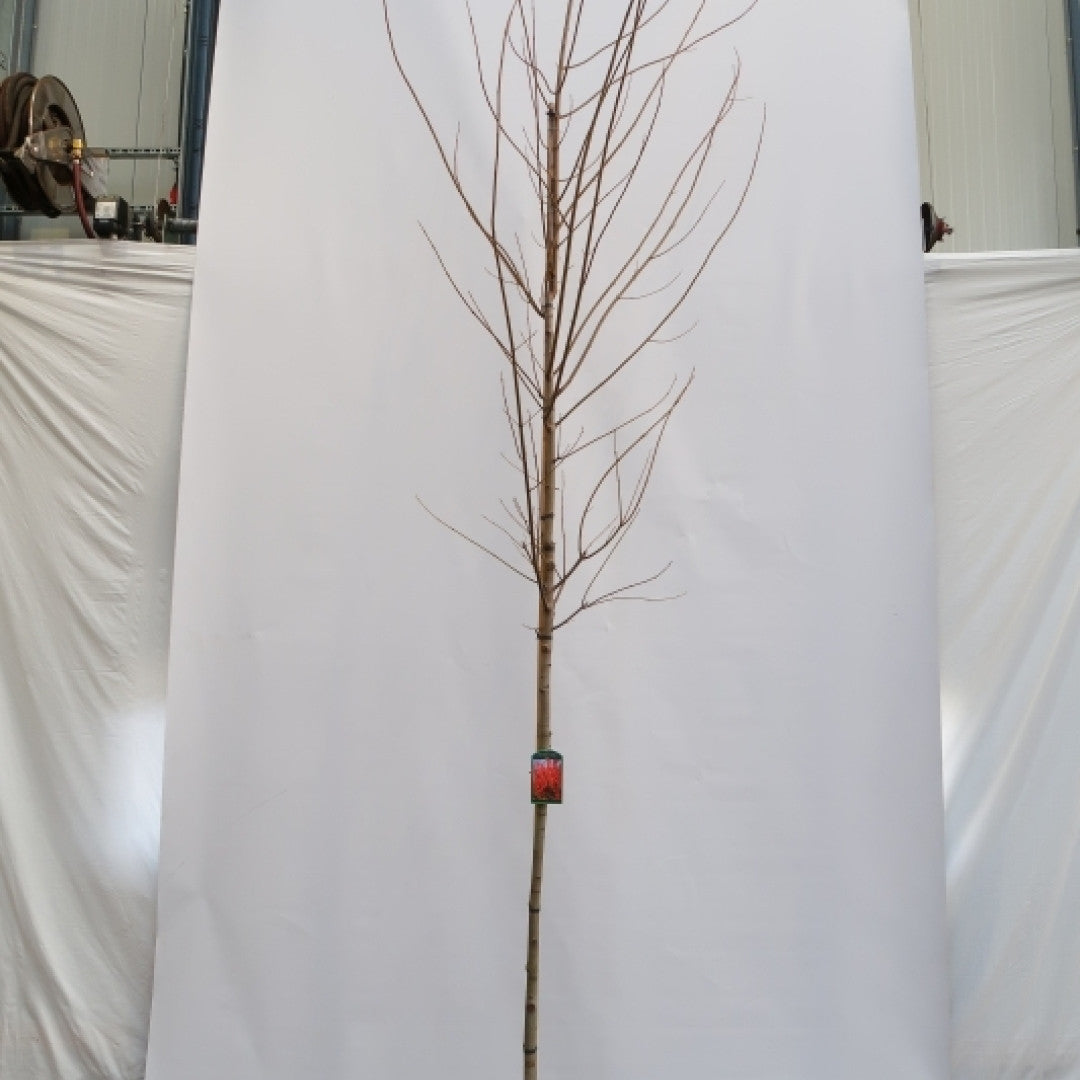 Acer rubrum 'October Glory'