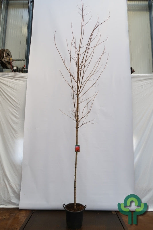 Acer rubrum 'October Glory'