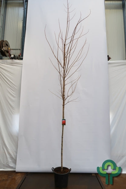 Acer rubrum 'October Glory'