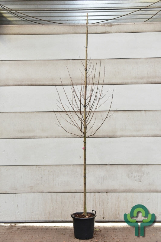 Acer rubrum 'October Glory'