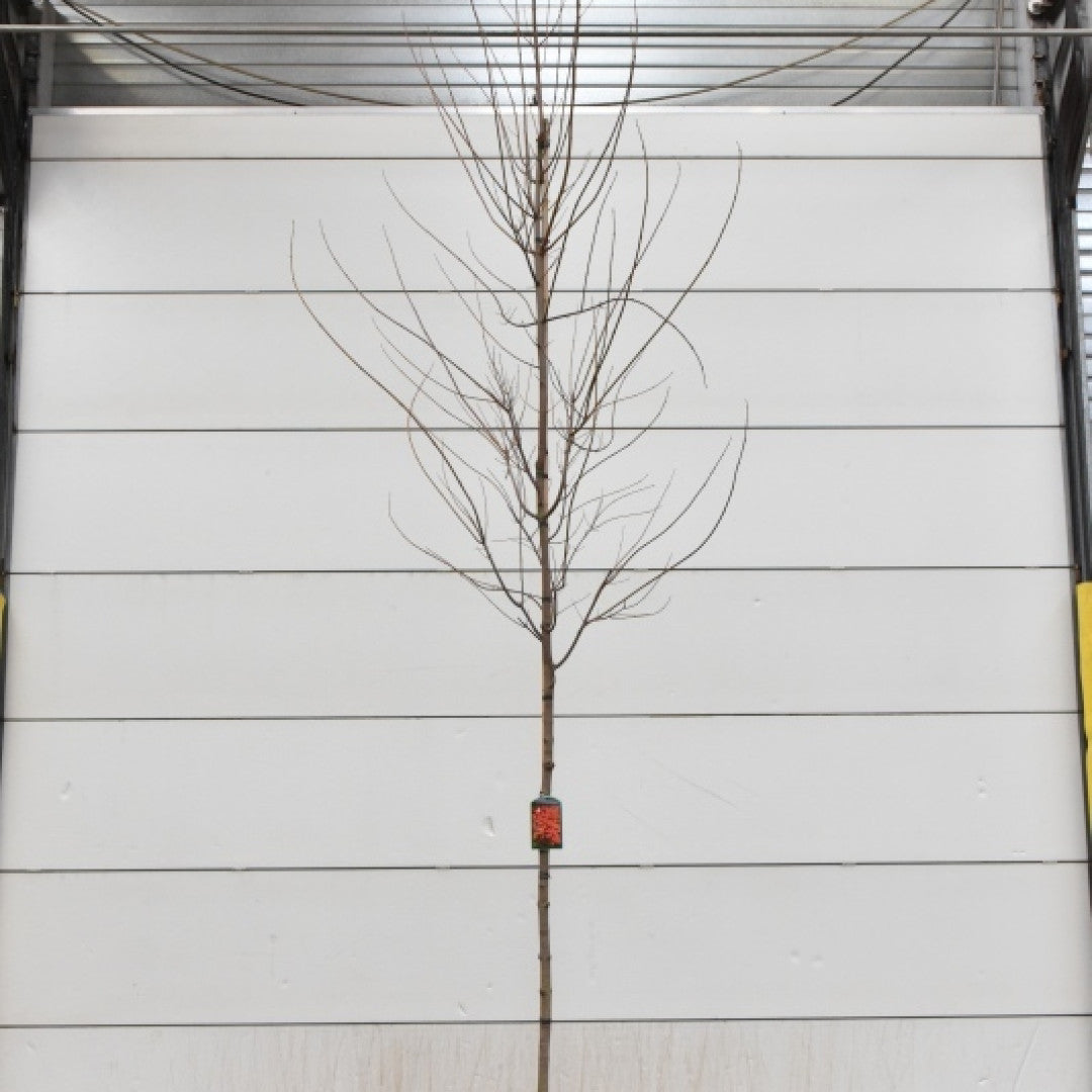Acer rubrum 'Scanlon'