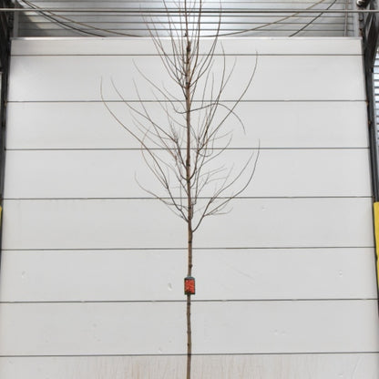 Acer rubrum 'Scanlon'