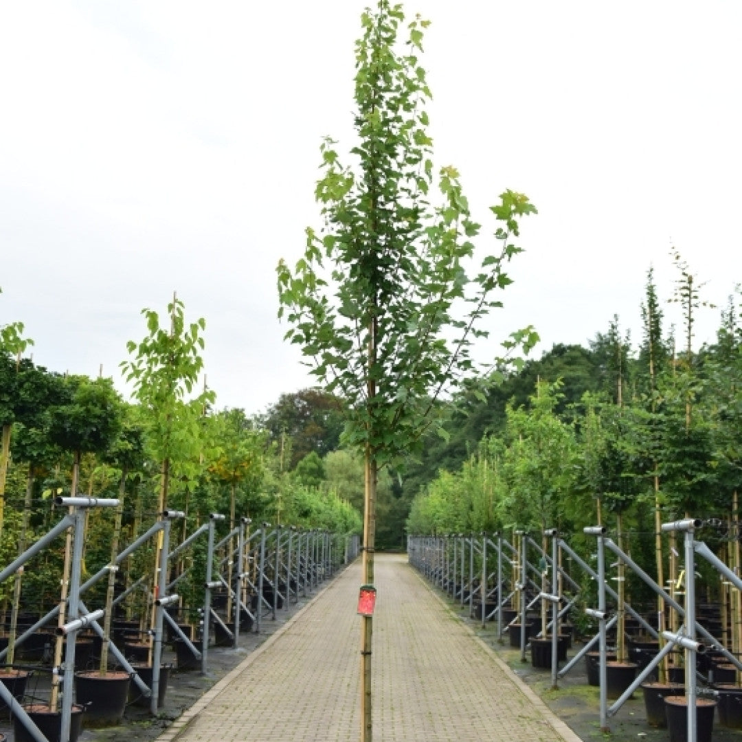 Acer rubrum 'Scanlon'