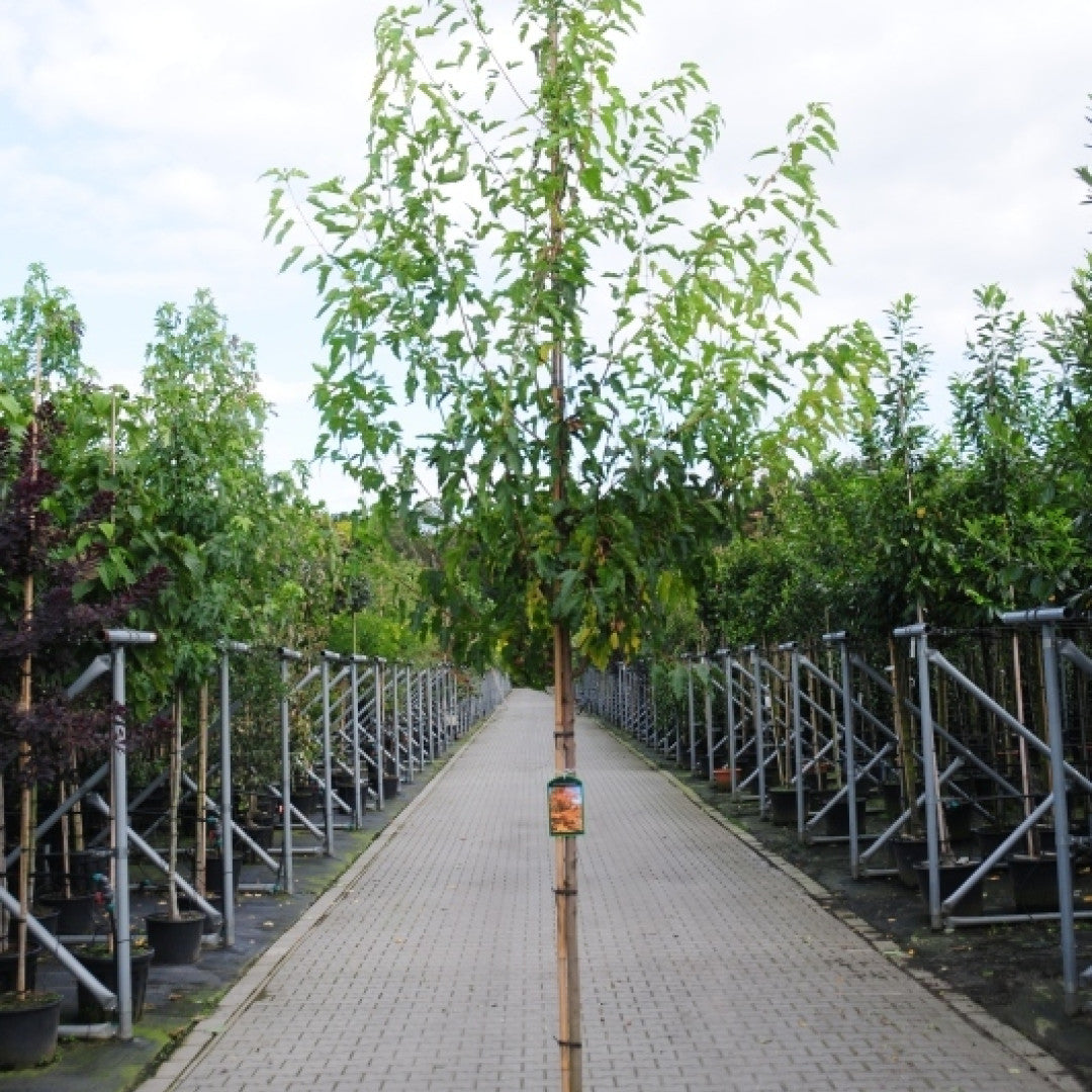 Acer tataricum ginnala