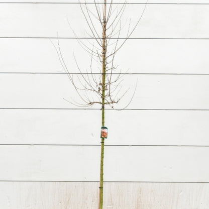 Acer tataricum ginnala
