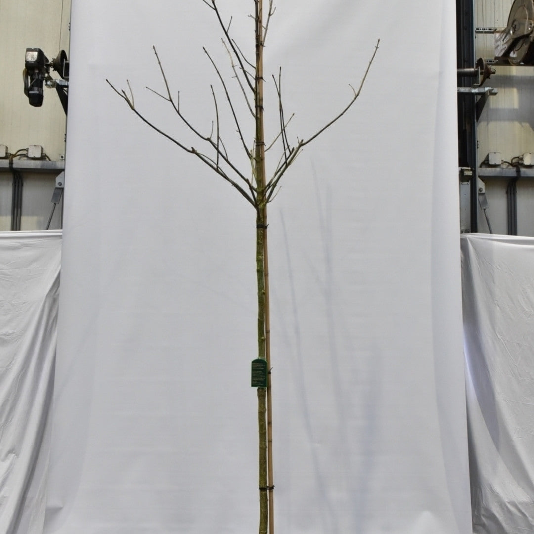 Aesculus arnoldiana