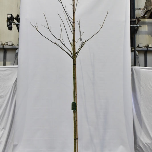Aesculus arnoldiana