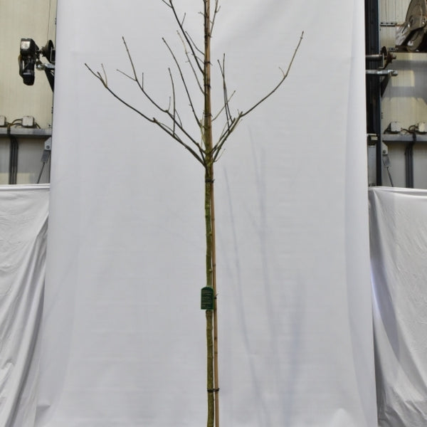 Paardenkastanje (Aesculus arnoldiana)