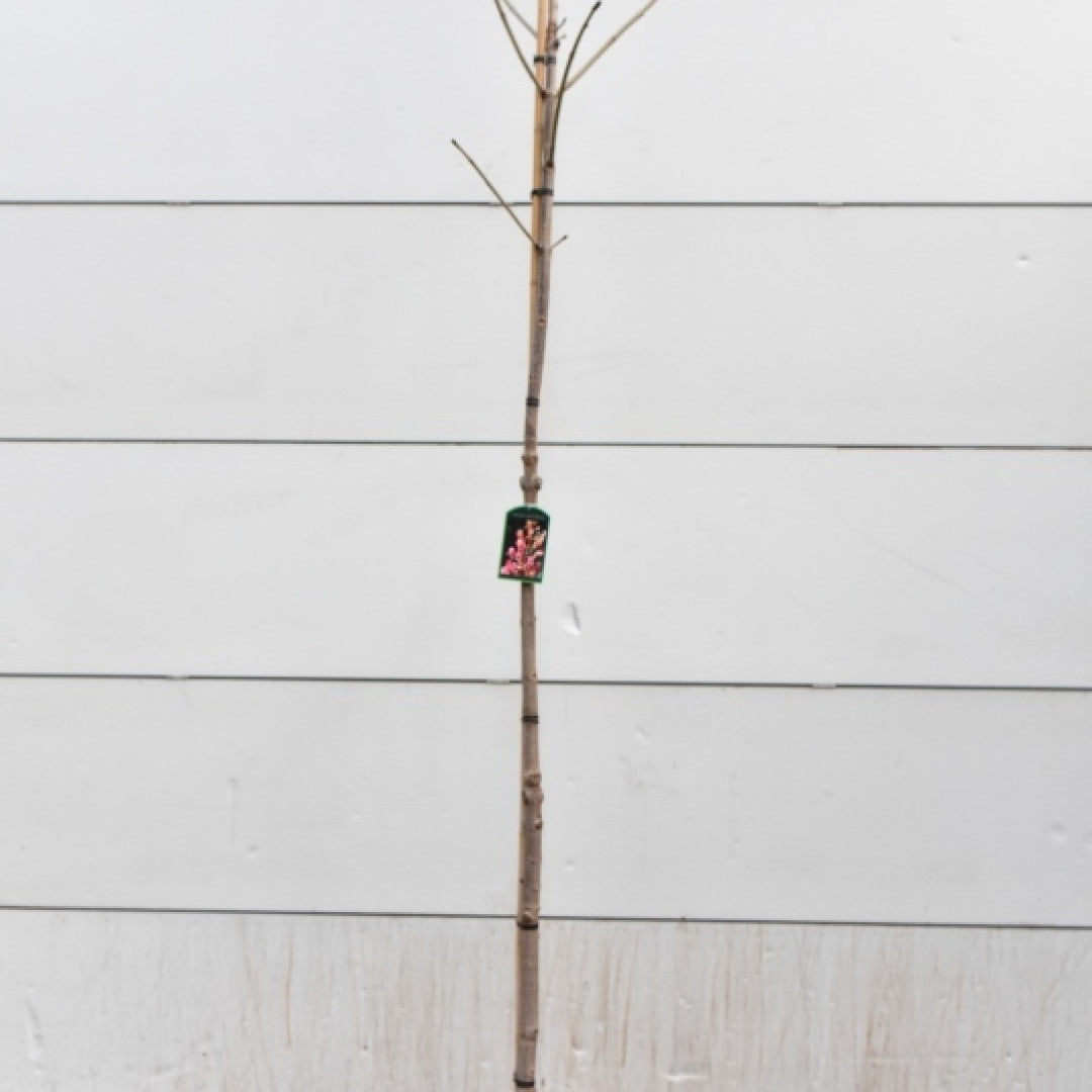 Aesculus carnea 'Briotii'