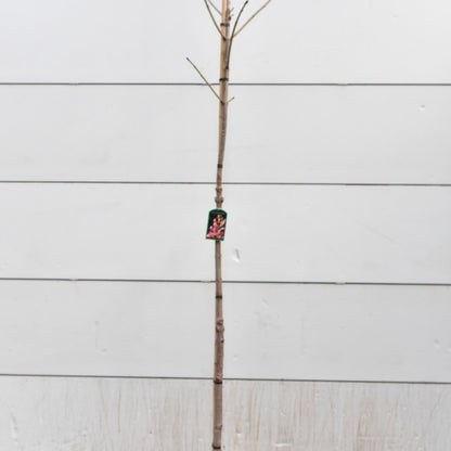 Aesculus carnea 'Briotii'