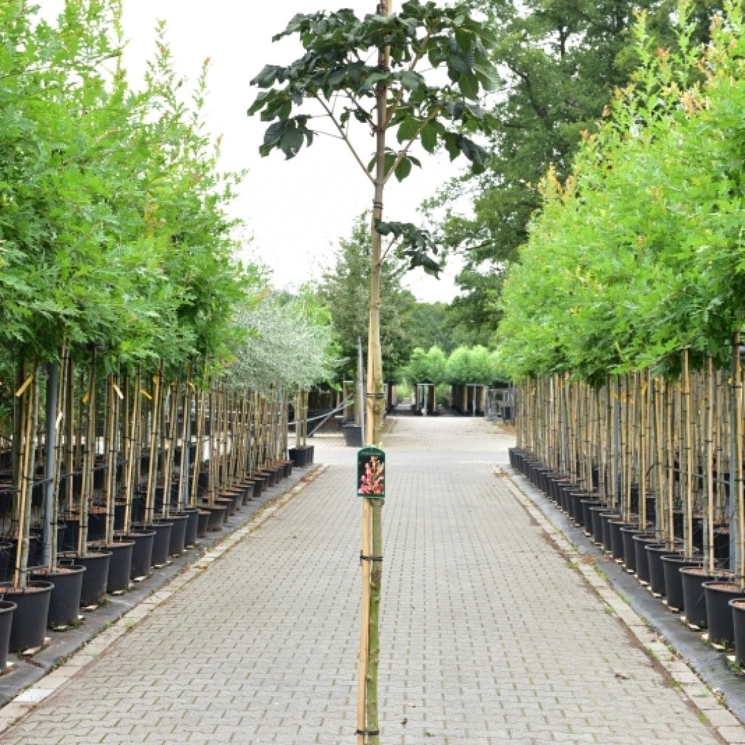 Aesculus carnea 'Briotii'