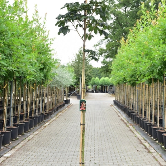 Aesculus carnea 'Briotii'