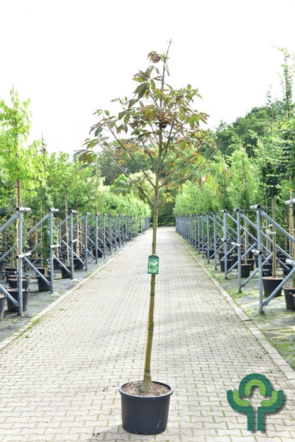 Aesculus flava