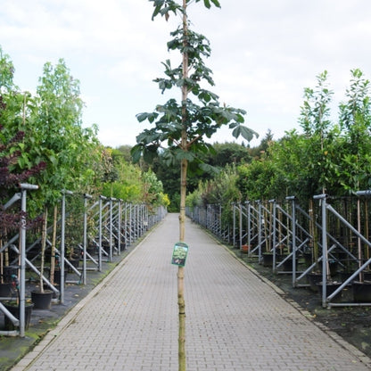 Aesculus hippocastanum 'Baumannii'