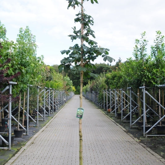 Aesculus hippocastanum 'Baumannii'