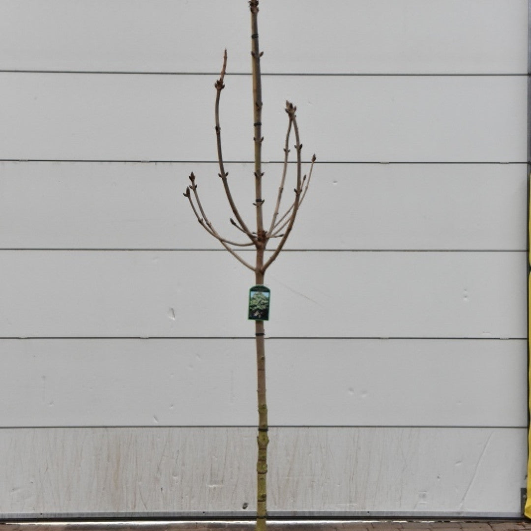 Aesculus hippocastanum 'Baumannii'