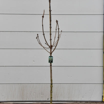 Aesculus hippocastanum 'Baumannii'