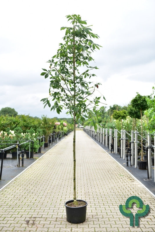 Aesculus pavia