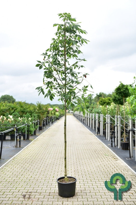 Aesculus pavia