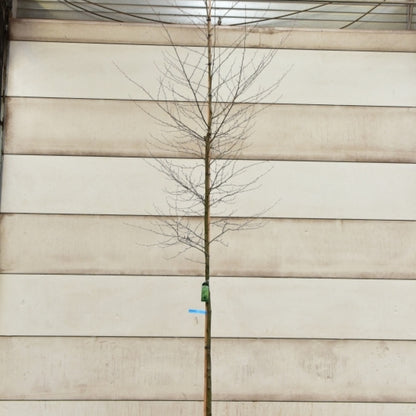 Alnus glutinosa 'Imperialis'