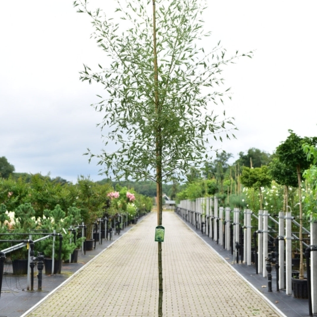 Alnus glutinosa 'Imperialis'