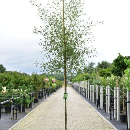 Alnus glutinosa 'Imperialis'