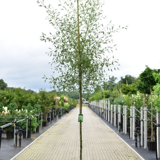 Alnus glutinosa 'Imperialis'