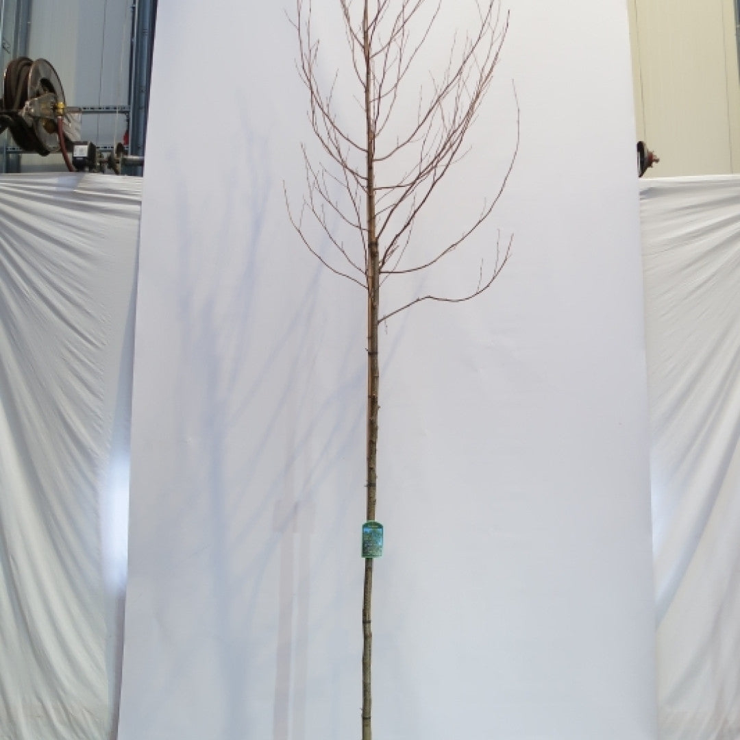 Alnus glutinosa