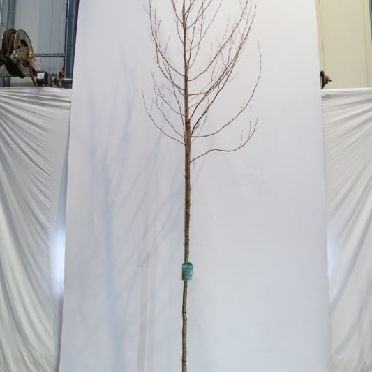 Alnus glutinosa